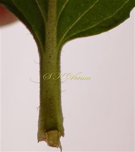  Petiole
